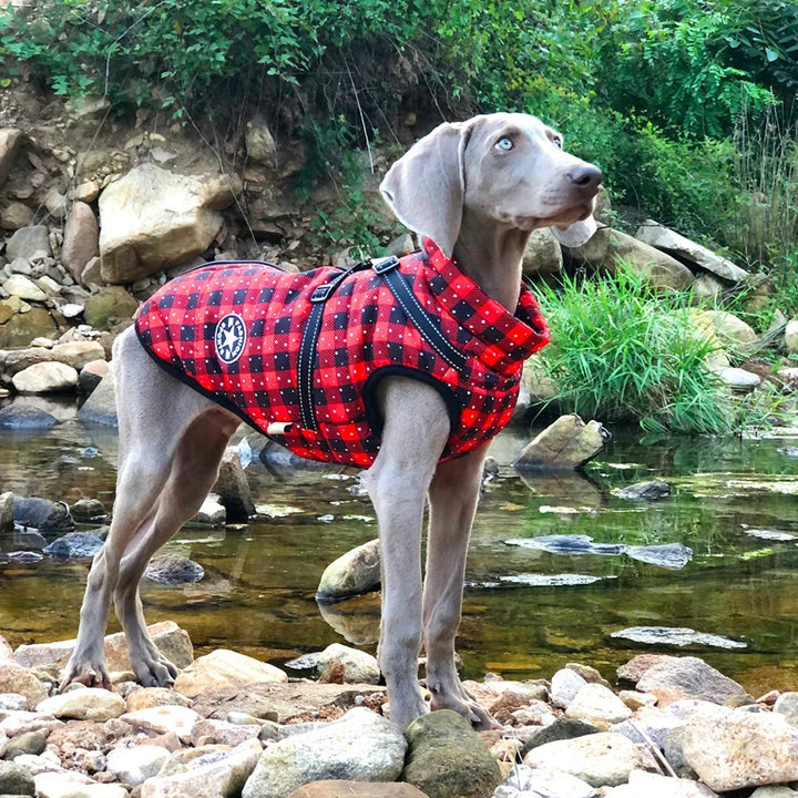 Winter Pet Dog Jacket With Harness Warm Dog Clothes For Small Medium Dogs Coats Waterproof Pet Coat Puppy French Bulldog Outfits